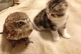 猫咪遇上了猫头鹰，简直萌翻了图片