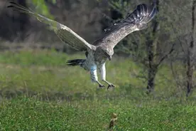 老鹰风一样俯冲，伸出利爪捕捉眼镜蛇，眼镜蛇突然发飙身体弹起！图片