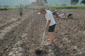 华州区高塘镇北侯村：“霸气”“第一书记”让村民帮他种大蒜图片