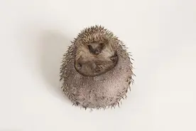 对这只刺猬也是无语，活生生把自己吃成个大胖子，最后被强制减肥图片