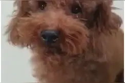 偷吃槟榔的狗狗被主人骂，卖萌不成，只能哭给你看图片