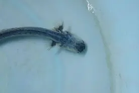 海边抓到一条怪鱼，通体蓝色，老渔民都不认识图片