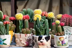 家里有宝宝的注意了，这些植物有毒，不适合养在屋子里！图片