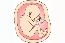 话说胎盘：生命对根的情意图片