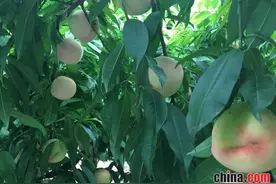 宁陵乔楼乡有个地方竟是桃花多年盛开的地方图片