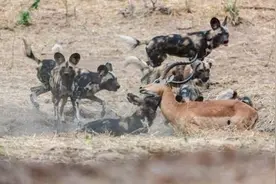 非洲鬣狗捕捉羚羊，不料到手的食物被鳄鱼抢走，鬣狗反应激烈图片