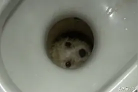 小白狗掉进厕所坑只露出眼睛，主人急得打电话给消防员图片