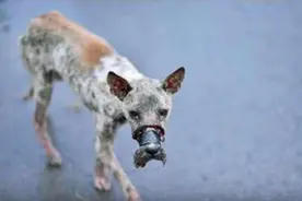 越南街头发现被粘胶封嘴的流浪犬，幸得好人相解救图片