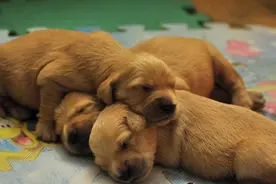 不想让狗狗继续怀孕，而选择让狗狗吃避孕药，会不会有副作用图片