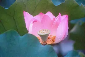 精品诗歌：相约在今生（文/许  华）图片
