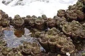 石头其外，美味其中，你没尝过“活着的石头”的山珍海味图片