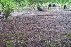 男子想出奇招治野猪，一夜竟捕获25头！图片