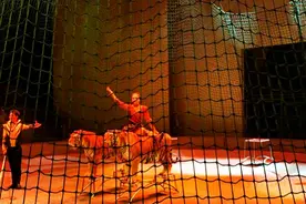 真实驯虎现场，这个女人居然骑到老虎背上！还让它们扮招财猫卖萌