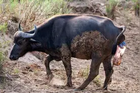 为伟大母爱鼓掌，实拍水牛母亲分娩的辛苦经过图片