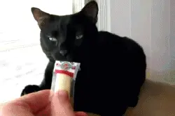 GIF：只不过给喵星人闻了下榴莲糖，结果喵的反应图片