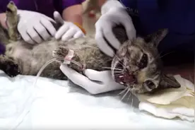 眼睑出血下颚开裂的猫咪，到底经历了什么图片