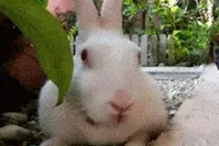 美女是撩不到本喵滴~图片