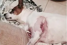 狗狗被鳄鱼拖到水里，女主人的行为让人惊讶图片