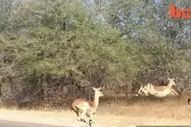 羚羊为躲避猎豹追杀，紧急情况下一个小聪明，保住小命图片