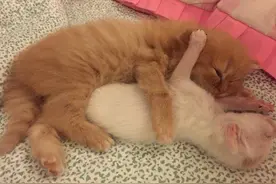 橘猫兄弟央求猫妈妈收编路上捡来的1天大小白猫，最后一张好温馨图片