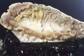 带你详细了解各色砗磲的取料处，颜色不一差距巨大图片