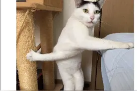 日本一猫咪高难度搞笑姿势爆红网络图片