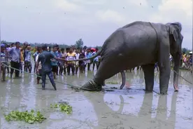 印度洪水冲走亚洲象，跋涉620公里获救休养4天后“累死”了！图片