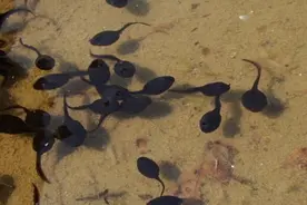 国内发现体型出众皮肤白化的巨型蝌蚪，小蝌蚪终于变样了图片