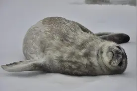 小海豹肚子朝天躺在雪地上，妈妈一脸宠溺给小海豹挠痒痒！图片