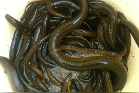 说说饮料瓶制作黄鳝笼那些事_梦譕痕图片