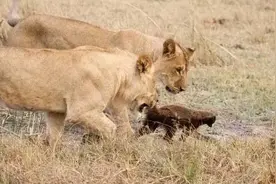 狡猾的蜜獾进入狮群之后大摇大摆，没有任何慌张的完全离开图片