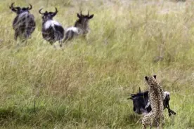 角马的逆袭之战，孤身作战，主动进攻猎豹并让猎豹落荒而逃！图片