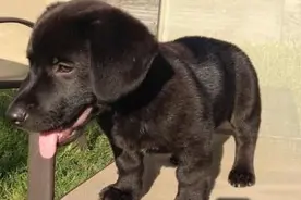 短腿基因有多强，看完其他犬种与柯基的混血宝宝你就知道图片