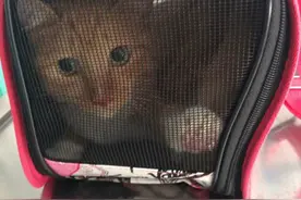 网友说带黄猫去做完绝育手术后就惨遭疯狂报复图片