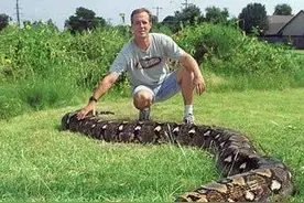 全球最恐怖的动物—世界上最大的蛇森蚺!图片