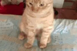 网友说要去溜喵，但是喵星人却摆出如此傲娇的表情。。。图片