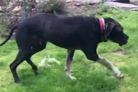 一只宠物狗狗是如何从瘫痪走向康复的~图片