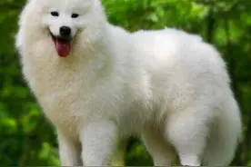 萨么耶好养吗？带你了解喂养须知图片