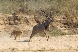 羚羊惨遭母狮捕杀，可最终又误入狮群，最后结果更加惨不忍睹！图片
