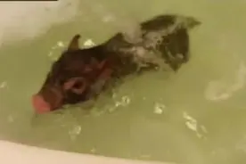 歪果仁家的迷你猪过的跟宠物狗狗一样幸福图片