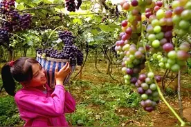 郑州的采摘攻略都在这了图片