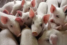 大多数人不知道，原来猪近亲繁殖危害这么大！图片