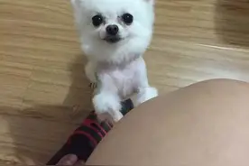 我家茶杯博美详细接生过程图片
