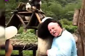 熊猫宝宝看到老外的大光头，不断的用手摸来摸去视频封面