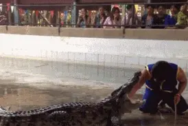 《每日一则原创笑话》掉水里，旁边有只鳄鱼怎么办？图片