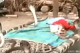 不足一岁的婴儿被四条眼镜王蛇围住，他竟安然无恙还做了这个动作图片