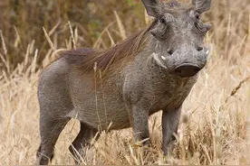 疣猪作为杂食性动物，这次连斑马都不放过，更是吃的只剩白骨！图片
