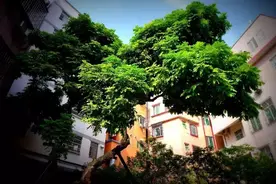天河｜在不起眼的小巷街，遇见128年的龙眼树图片