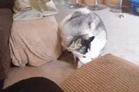 二哈：别逼我，我疯起来连自己都咬！图片