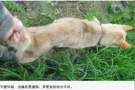 农村狗狗发现一个洞，主人立马挖开，抓出个吓人东西图片